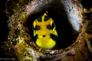 Shy Yellow Blenny hiding in tube coral by Greg Duncan 